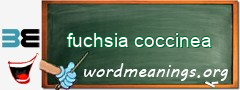 WordMeaning blackboard for fuchsia coccinea